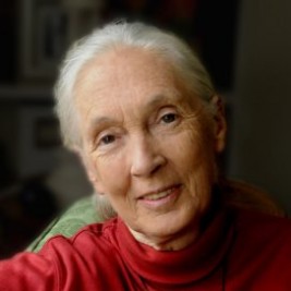 Jane Goodall Image